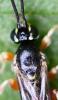 Exochus sp.